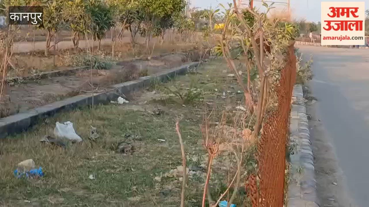plants in the green belt along the road leading to Kanshiram Colony have dried up