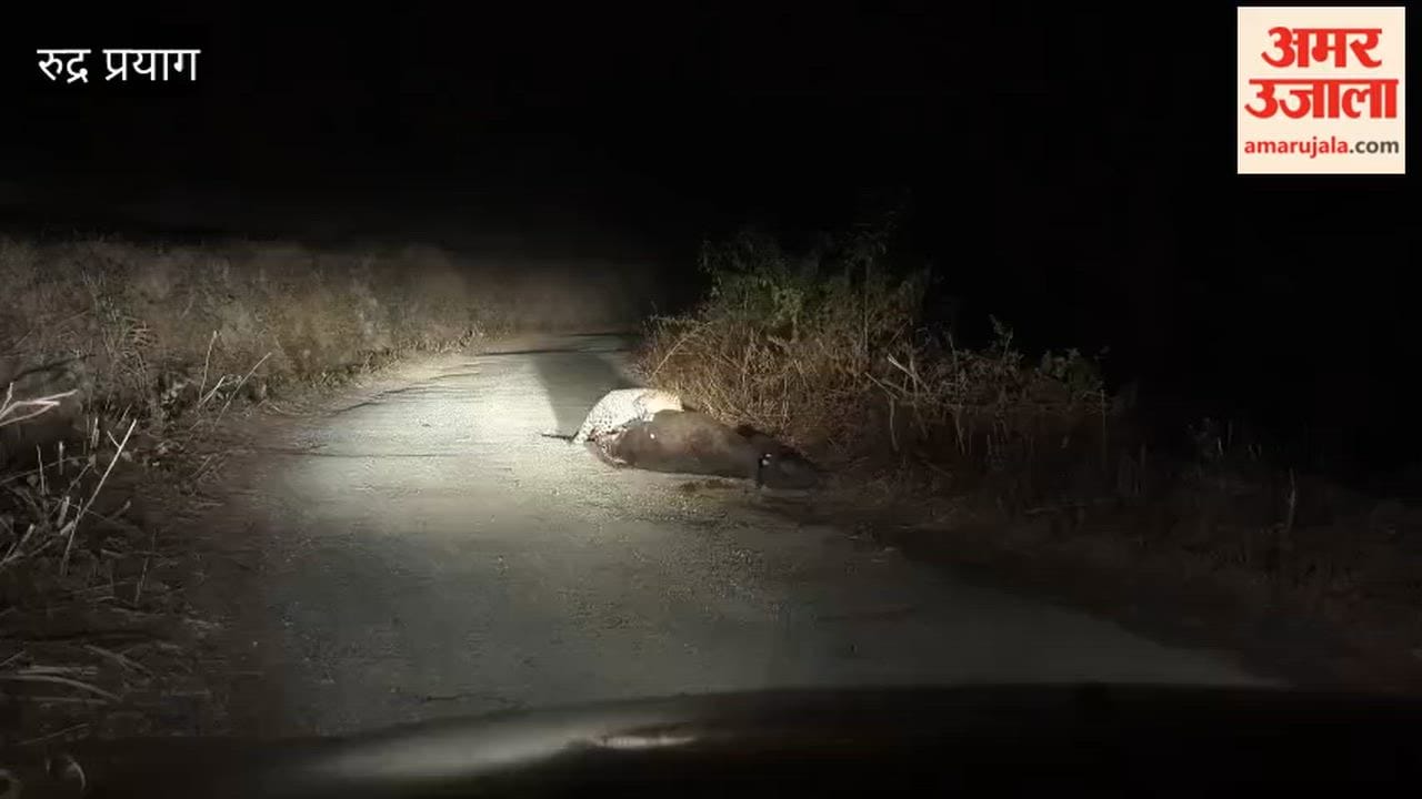 Rudraprayag: The sighting of three leopards in Kuniyali has caused panic in the area.