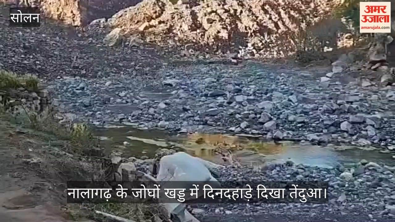 leopard was spotted in broad daylight in Joghon Khad area of Nalagarh.