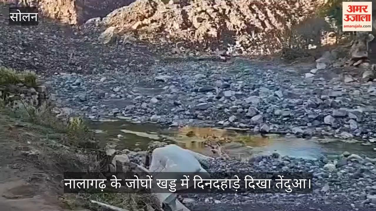 leopard was spotted in broad daylight in Joghon Khad area of Nalagarh.
