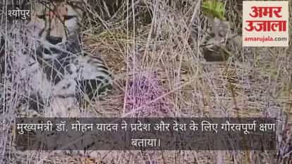 Kuno National Park: Female cheetah 'Asha' gives birth to five healthy cubs.