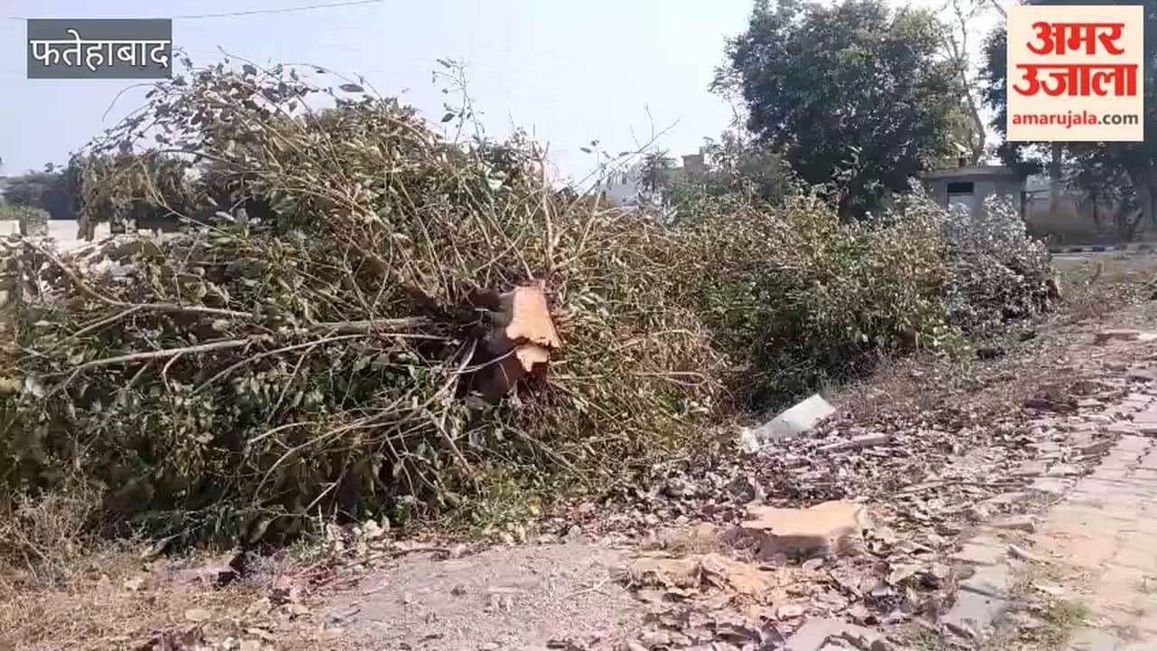 In New Soma Town of Fatehabad, greenery was destroyed as 13 green trees were cut down; the matter has reached the police station.