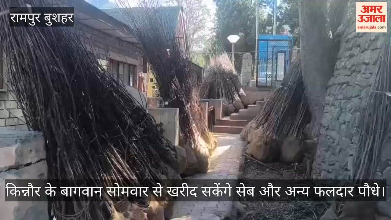 Horticulturists in Kinnaur will be able to purchase apple and other fruit-bearing saplings from Monday.