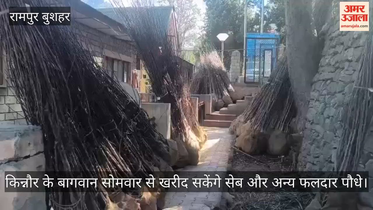 Horticulturists in Kinnaur will be able to purchase apple and other fruit-bearing saplings from Monday.