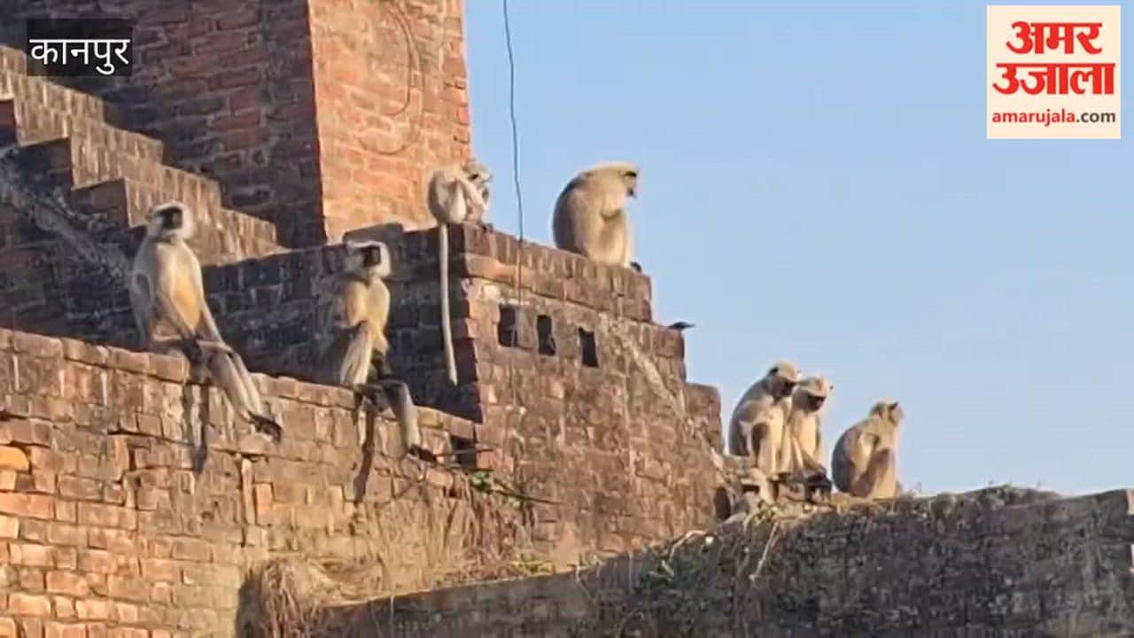Golden sunshine brightens Bhitargaon, bringing relief from the cold; langurs also enjoy the sun
