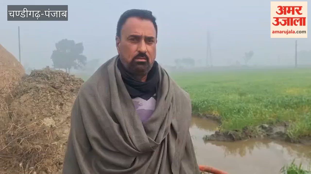 Rainwater is damaging wheat crop in fields farmers demanded compensation