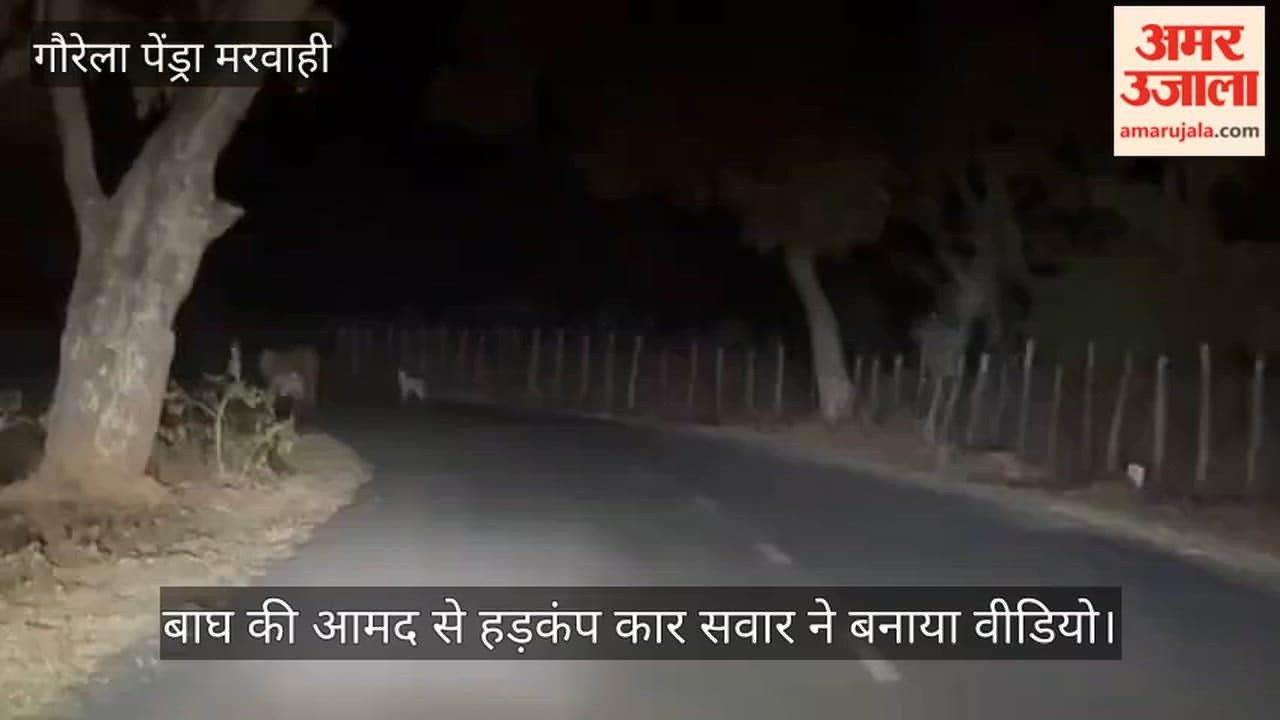 Video of female tigress on Amarkantak Jaleshwar Pendra main road of Gaurela Pendra Marwahi district