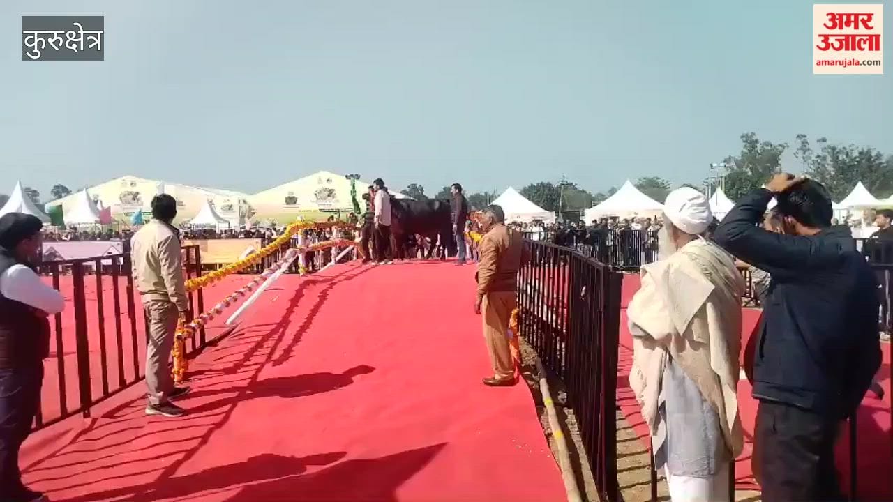 Cows, buffaloes, sheep, bulls, and camels walked the ramp in Kurukshetra, showcasing their charm.