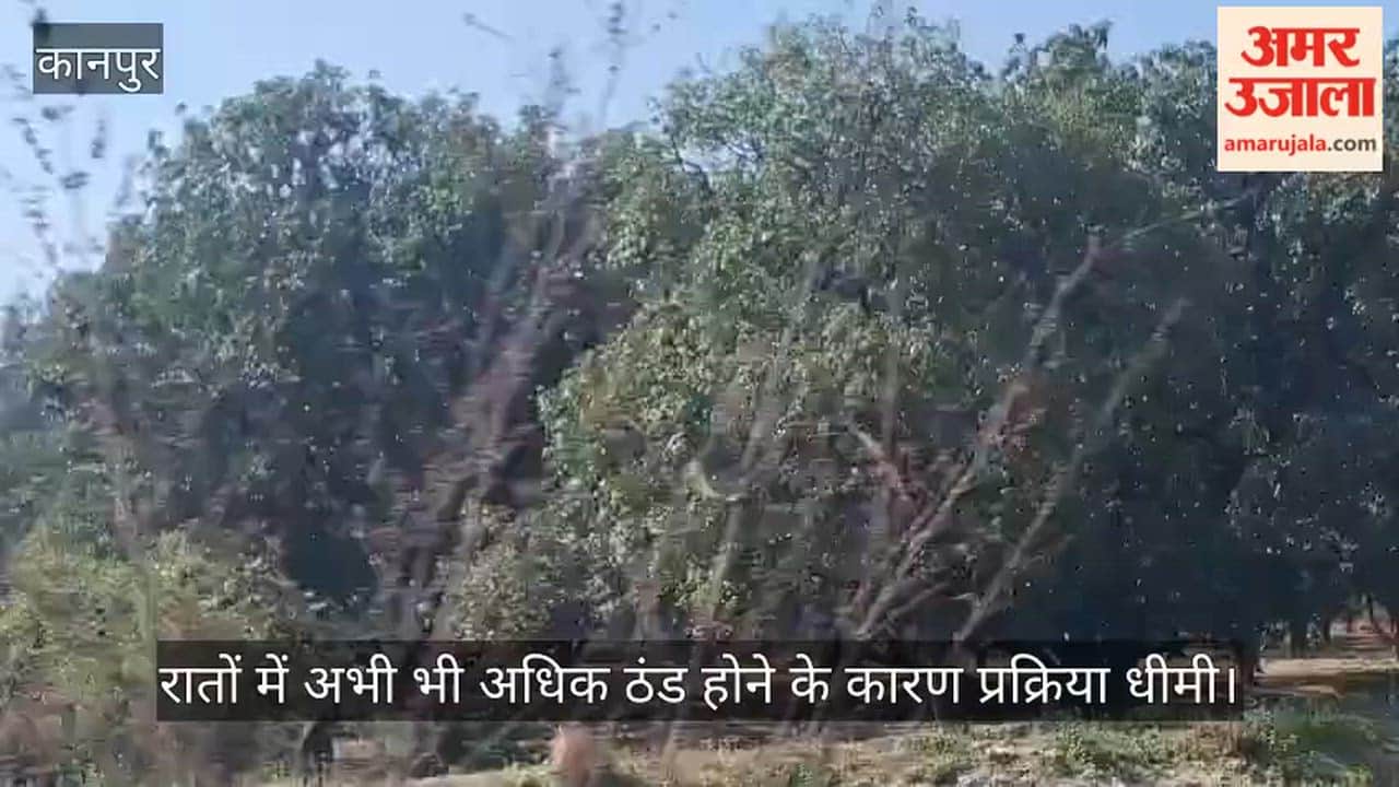 कानपुर: फरवरी की शुरुआत के बाद भी आम के बागों में सन्नाटा, बौर न आने से बागवानों के माथे पर चिंता की लकीरें