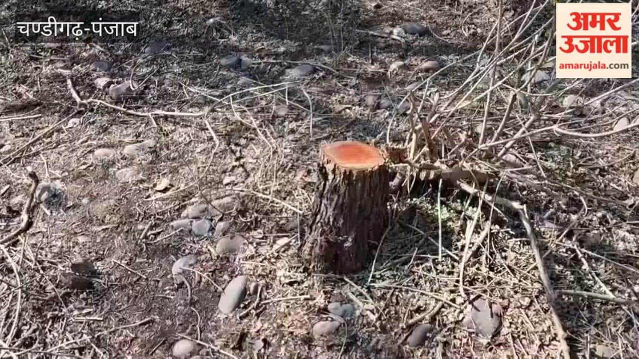 Four people arrested for stealing Kher trees in Pathankot