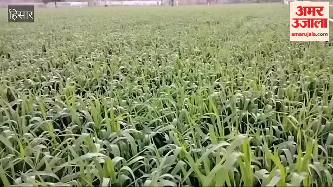 Rising temperatures pose a threat to wheat