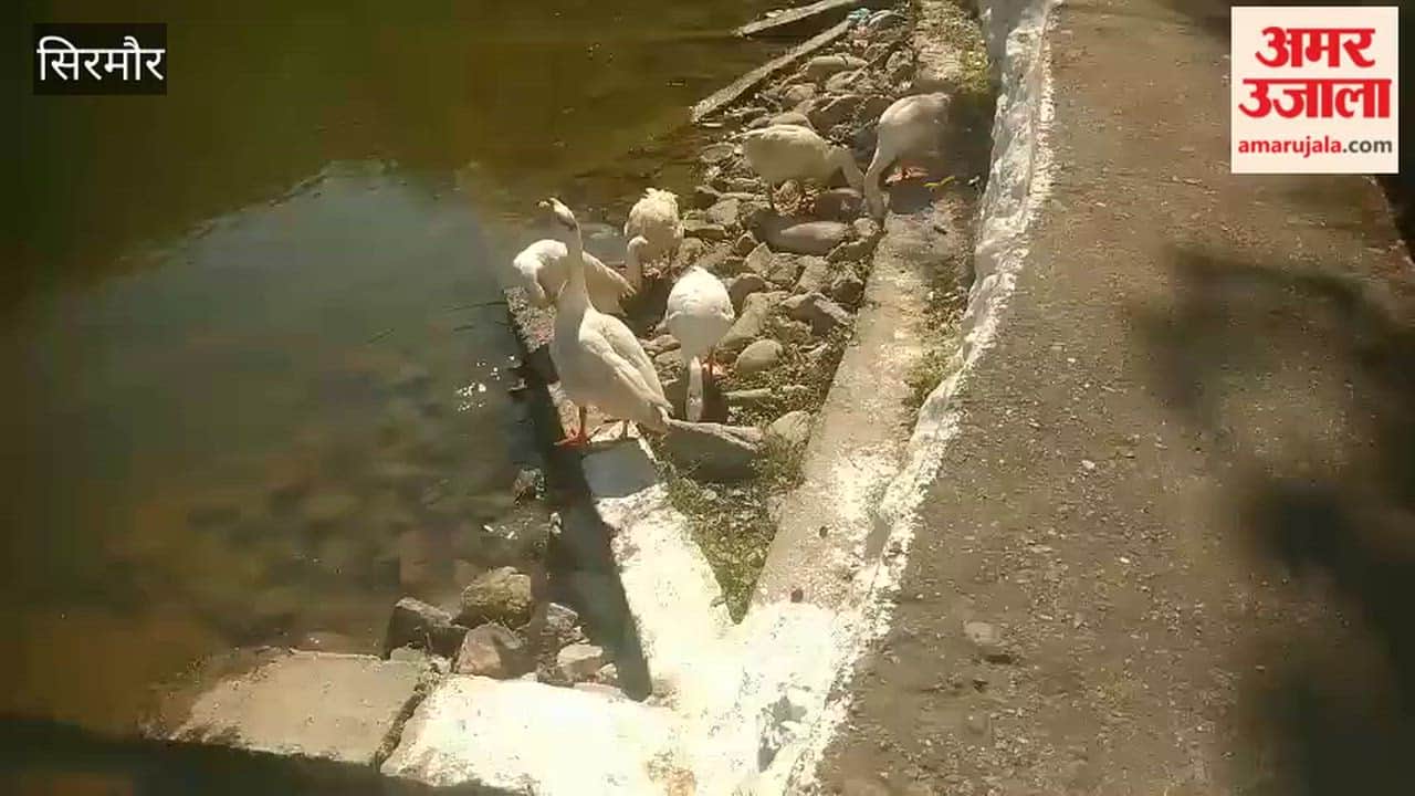 Sirmour Ducks return to Parshuram Lake, becoming a new attraction for tourists