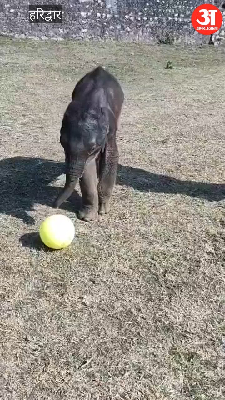 VIDEO: झुंड ने छोड़ा, इंसान ने अपनाया, 'छुटकू' को मिला नया जीवन