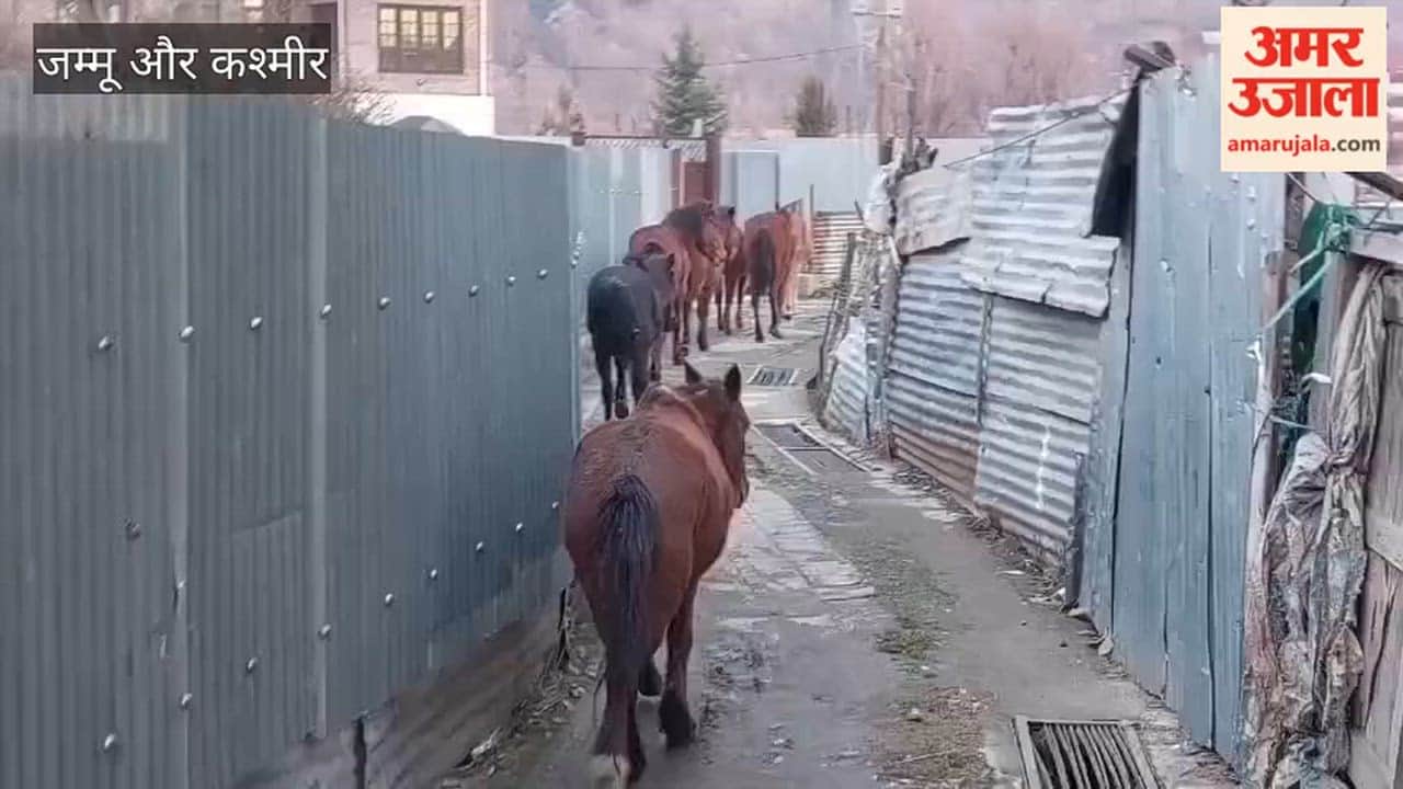 The plight of thousands of horses, ponies and mules in Kashmir surfaces every winter as many are abandoned after the tourist season
