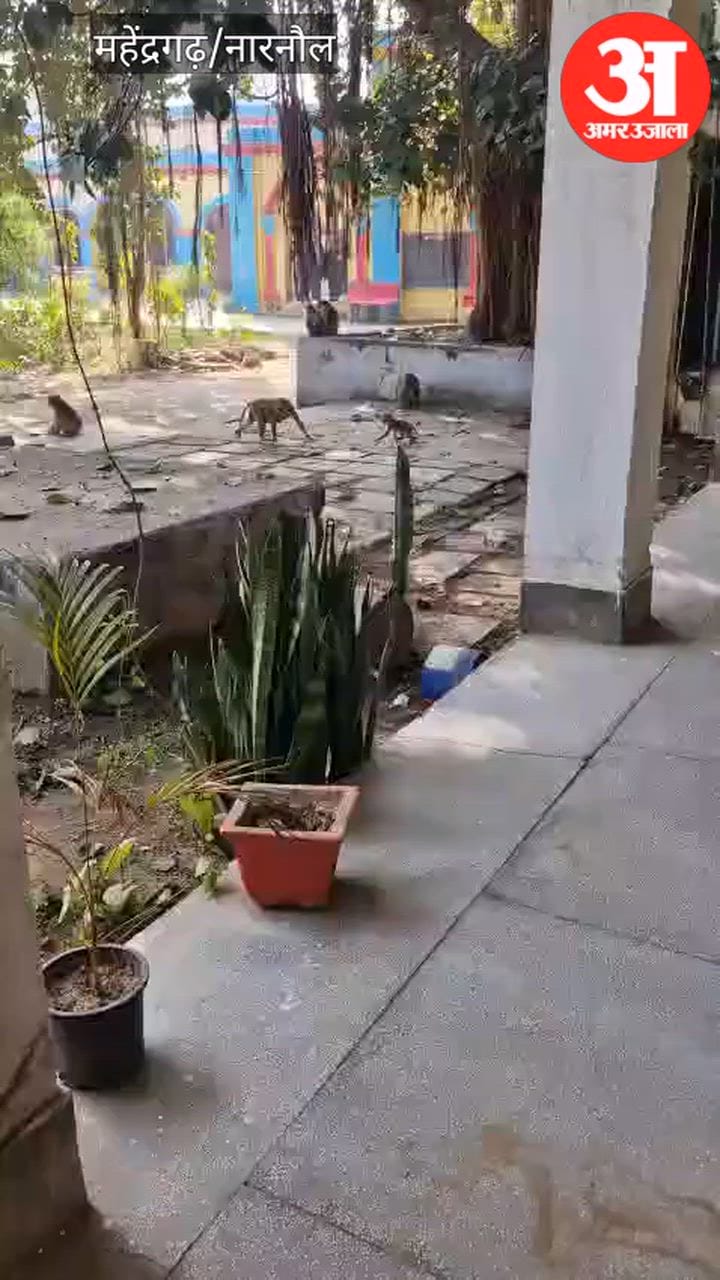 नारनौल पीएमश्री कन्या स्कूल में बंदरों-कुत्तों का आतंक, नगर परिषद के दावे बेअसर