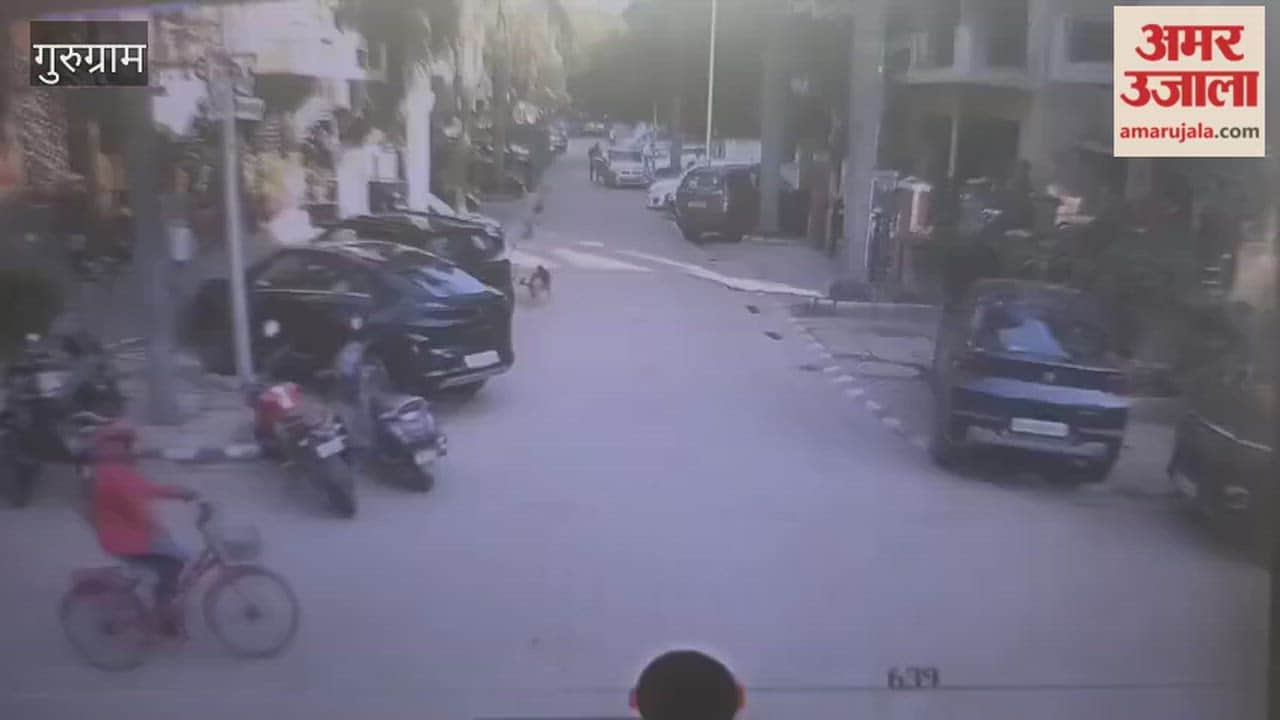 A domestic help in a Gurugram society was attacked by a stray dog