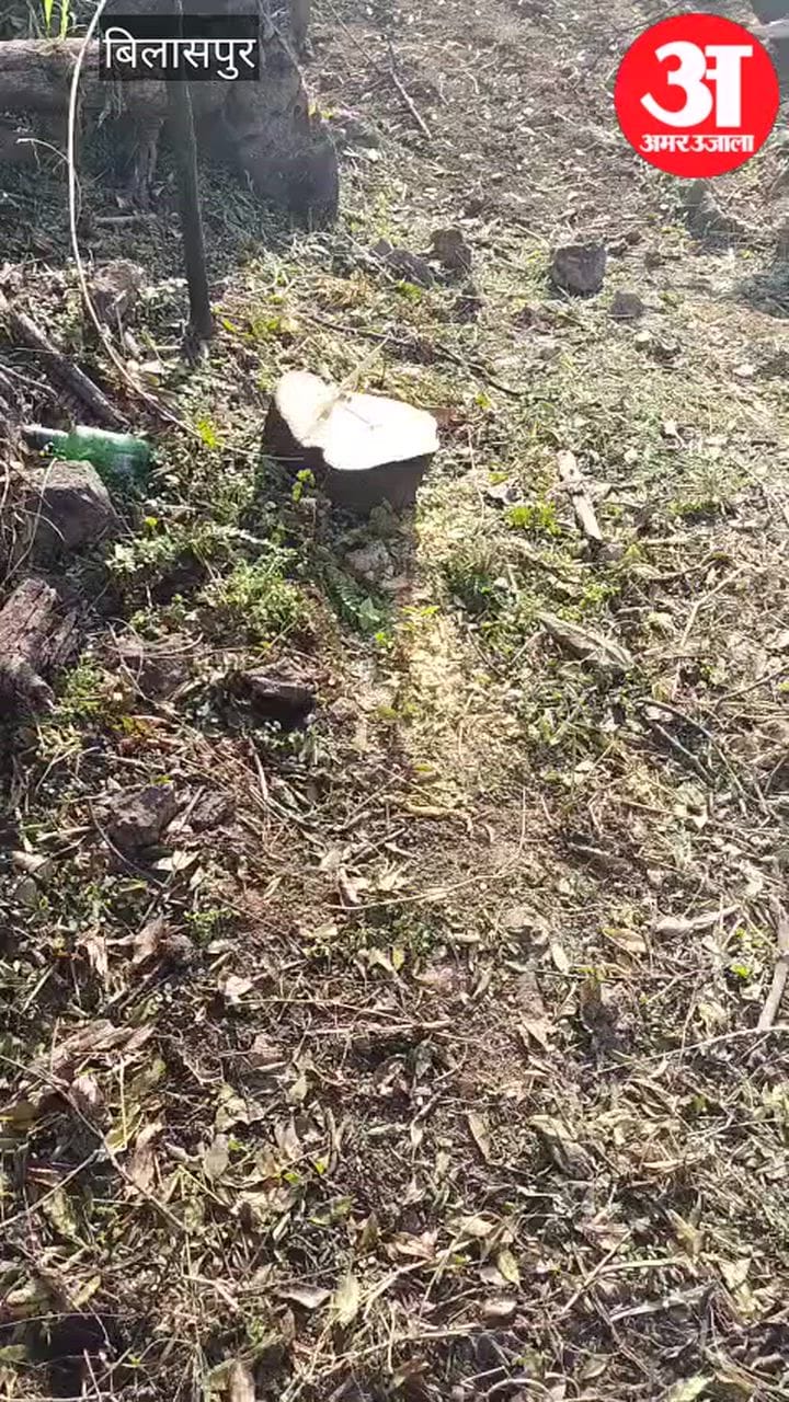 Bilaspur: दनोह गांव में 15 चंदन के पेड़ चोरी, जांच जारी