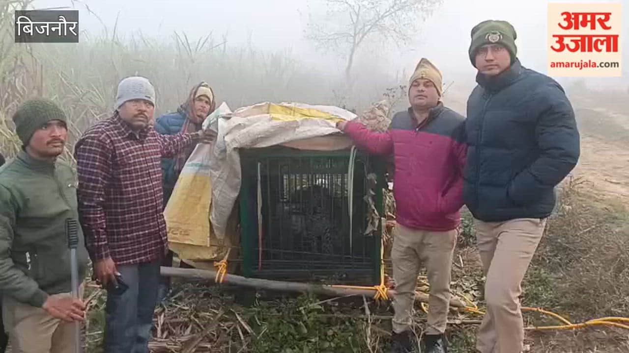 Bijnor: Male leopard captured in cage, age eight years.