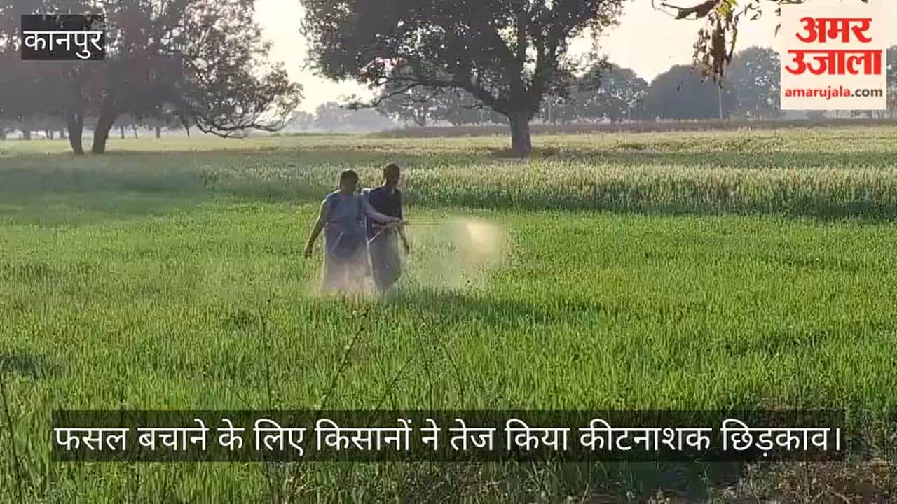 Kanpur Black maggots attack wheat ears increasing farmers concerns