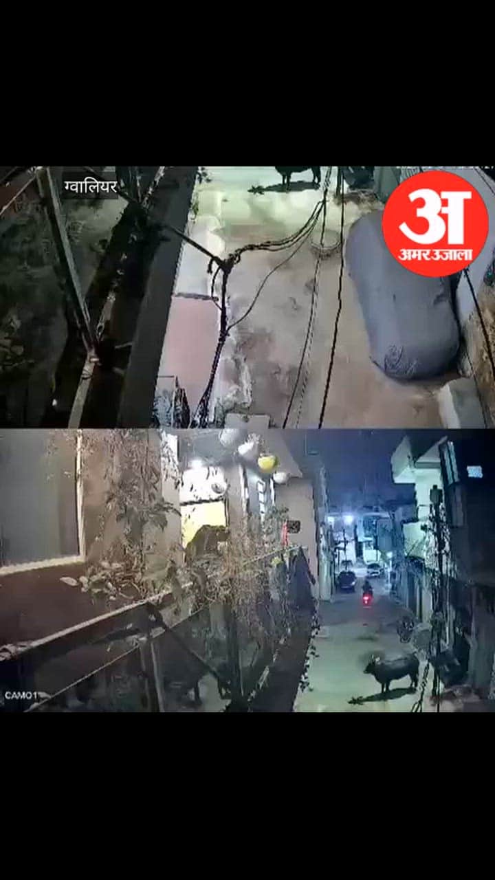 Gwalior News: Stray bull seriously injures six-year-old innocent