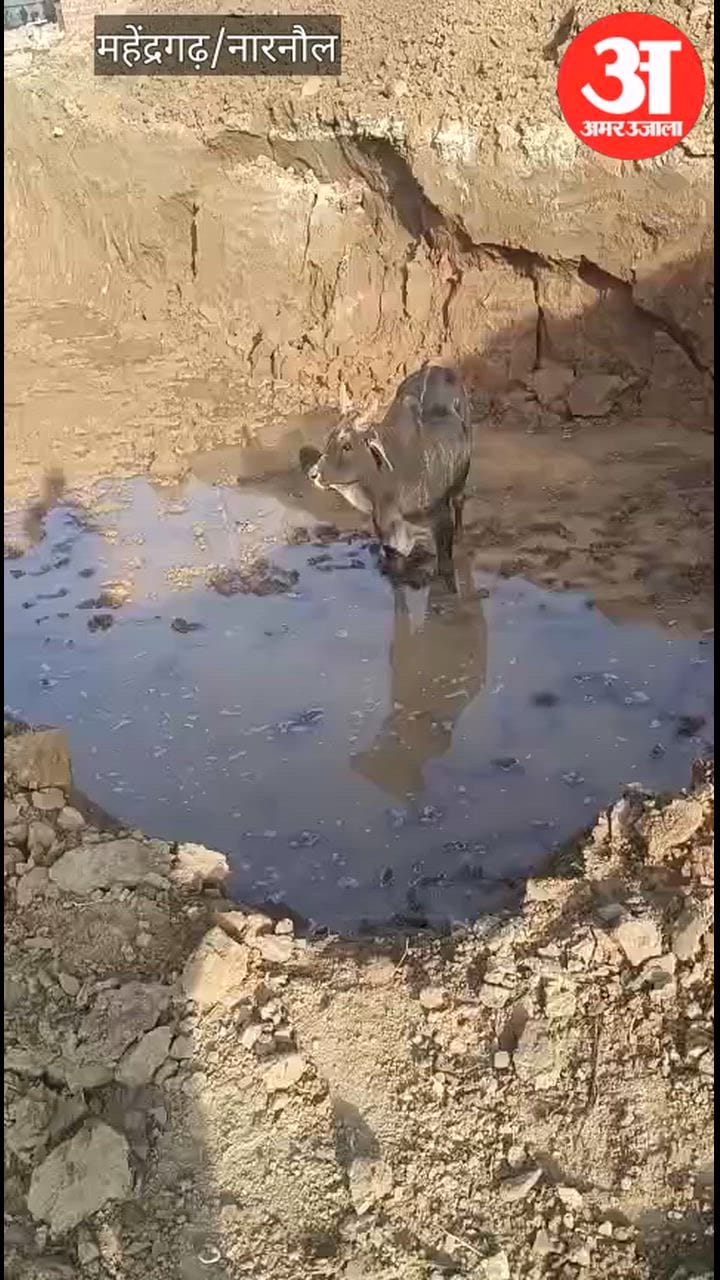 नारनौल में डीईओ कार्यालय के सामने गड्ढे में गिरा सांड