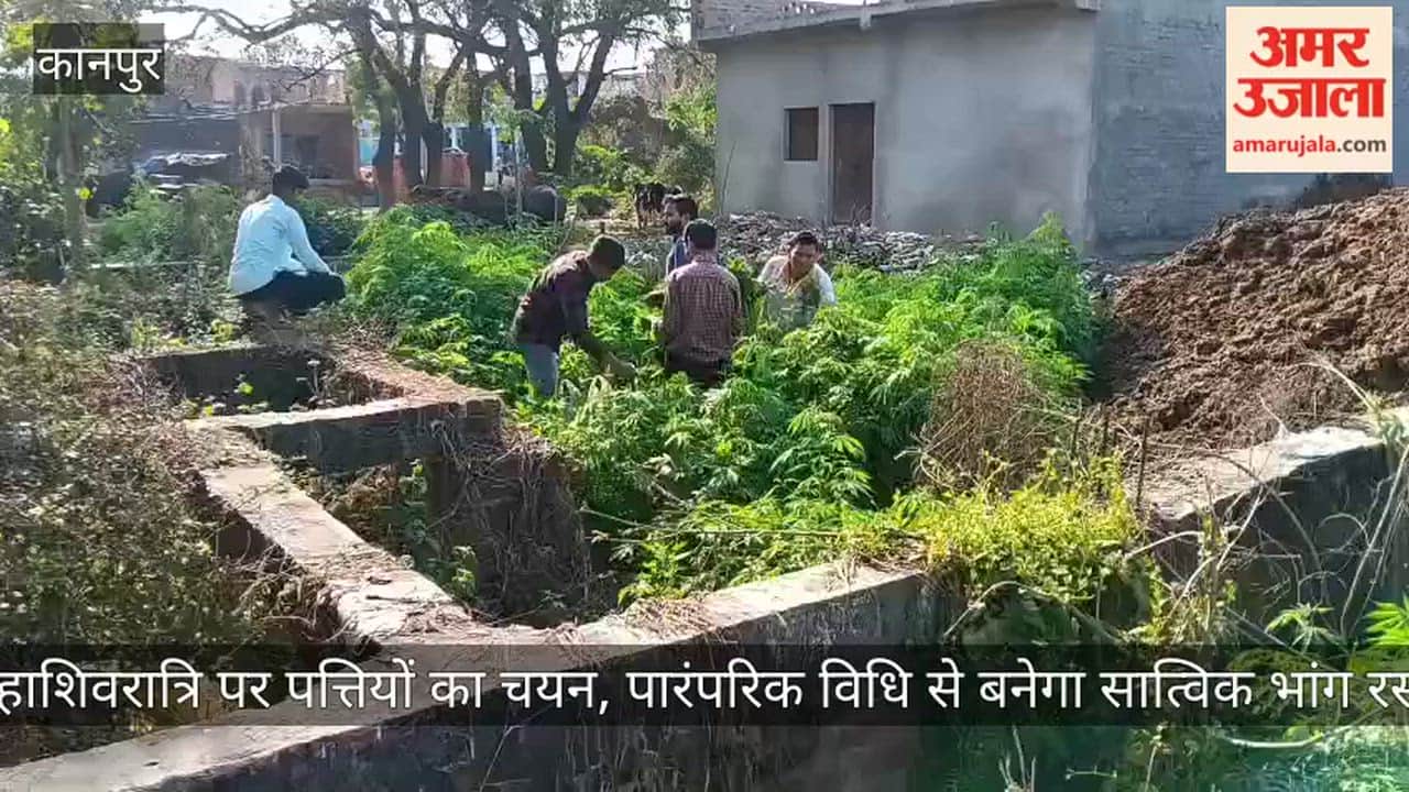 Kanpur Jharkhandeshwar turns devotional preparations Bhang Ras Prasad begin