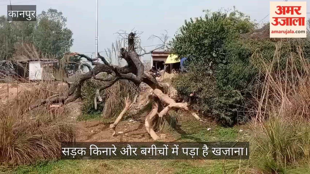 कानपुर: कुरसौली में सरकारी पेड़ों पर लकड़ी चोरों की नजर; सूखे और गिरे पेड़ों को तस्कर लगा रहे ठिकाने