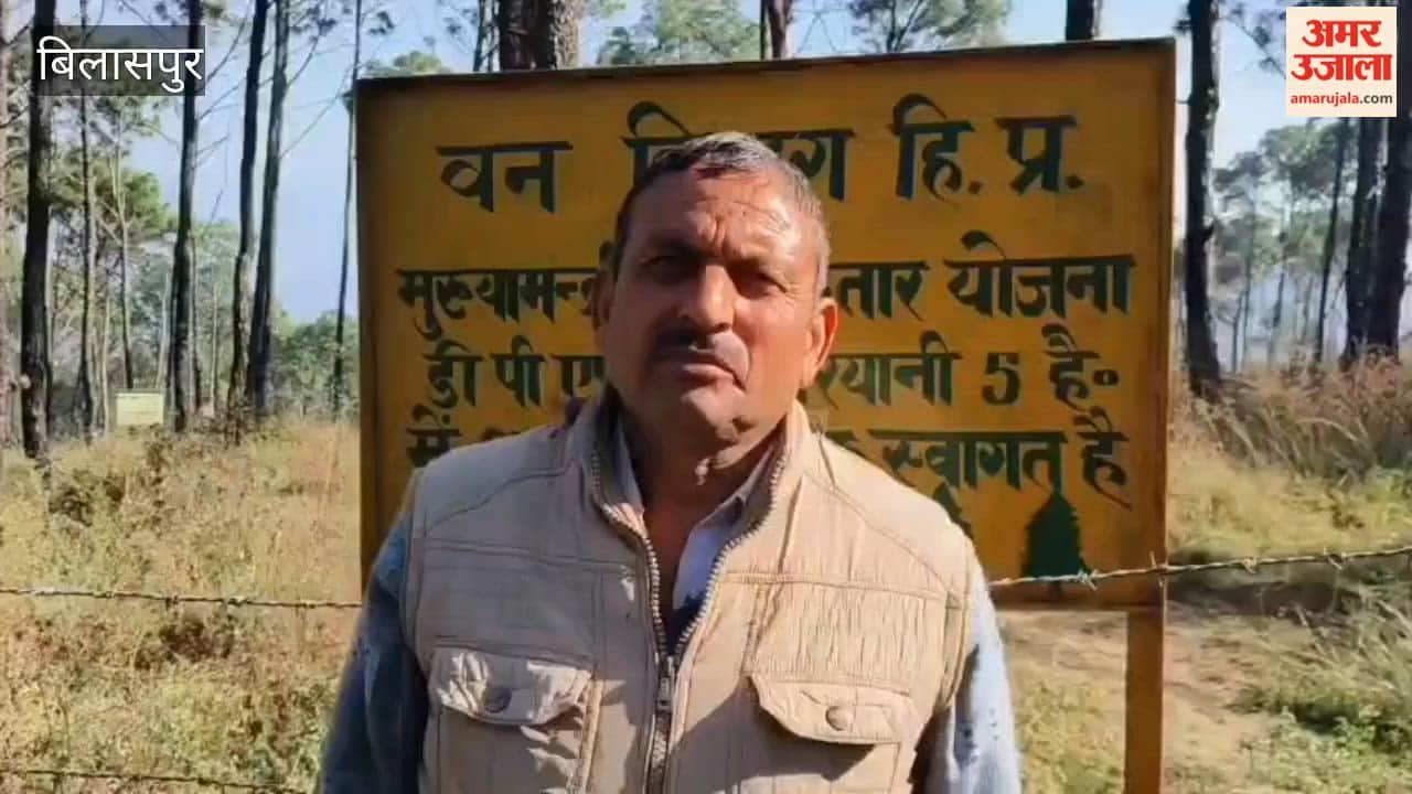 Bilaspur The area in Maryani has become green due to the Chief Minister's Forest Extension Scheme