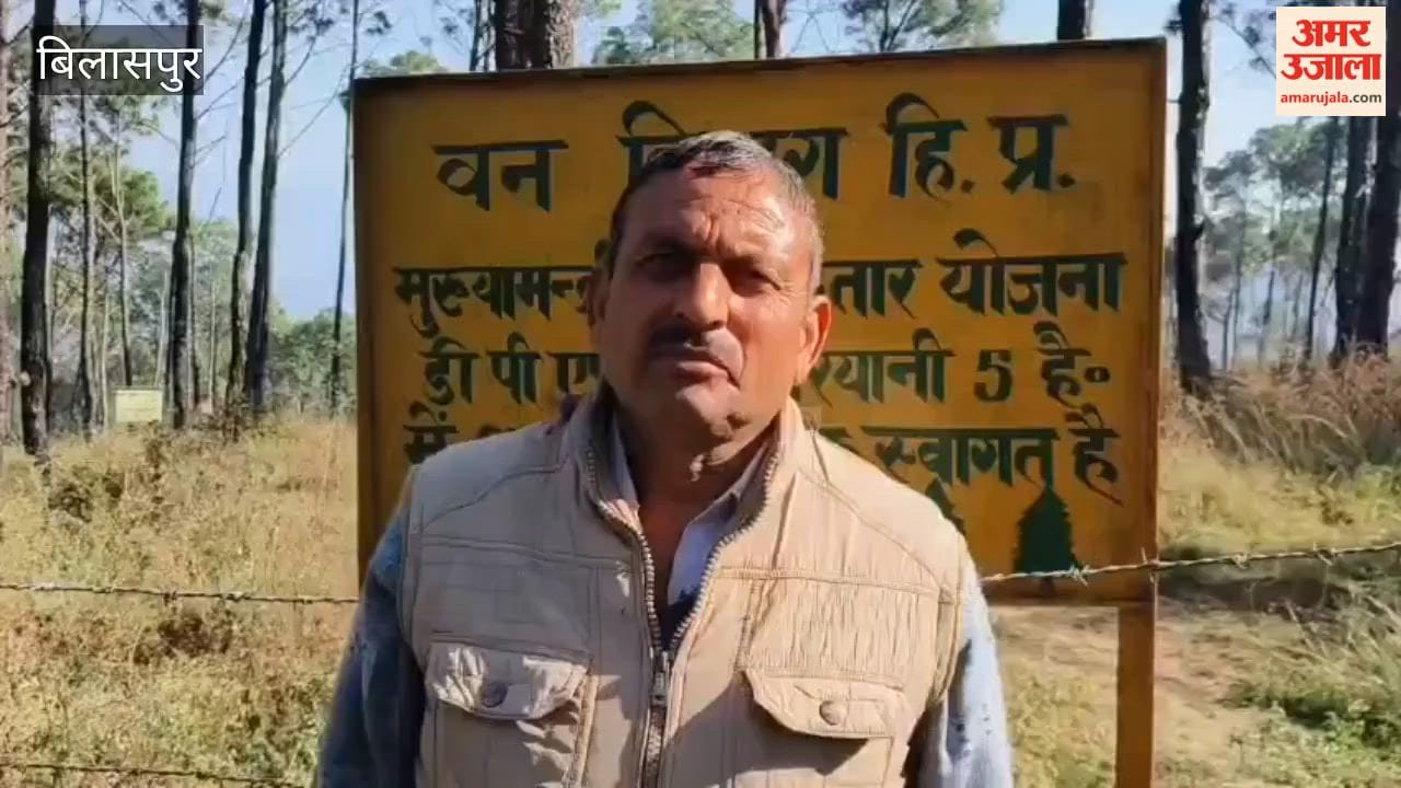 Bilaspur The area in Maryani has become green due to the Chief Minister's Forest Extension Scheme