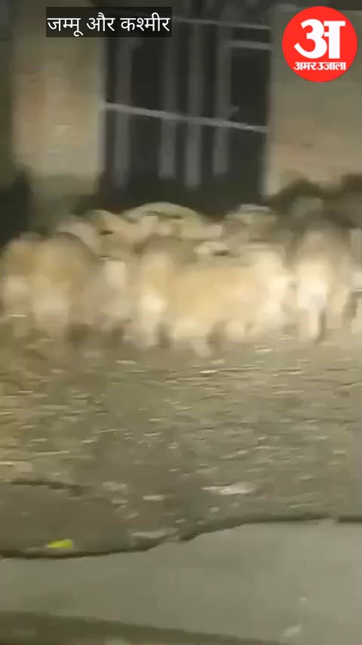 Jammu Kashmir: बांदीपोरा में जंगली सूअरों का दिखा झुंड, लोगों में दहशत