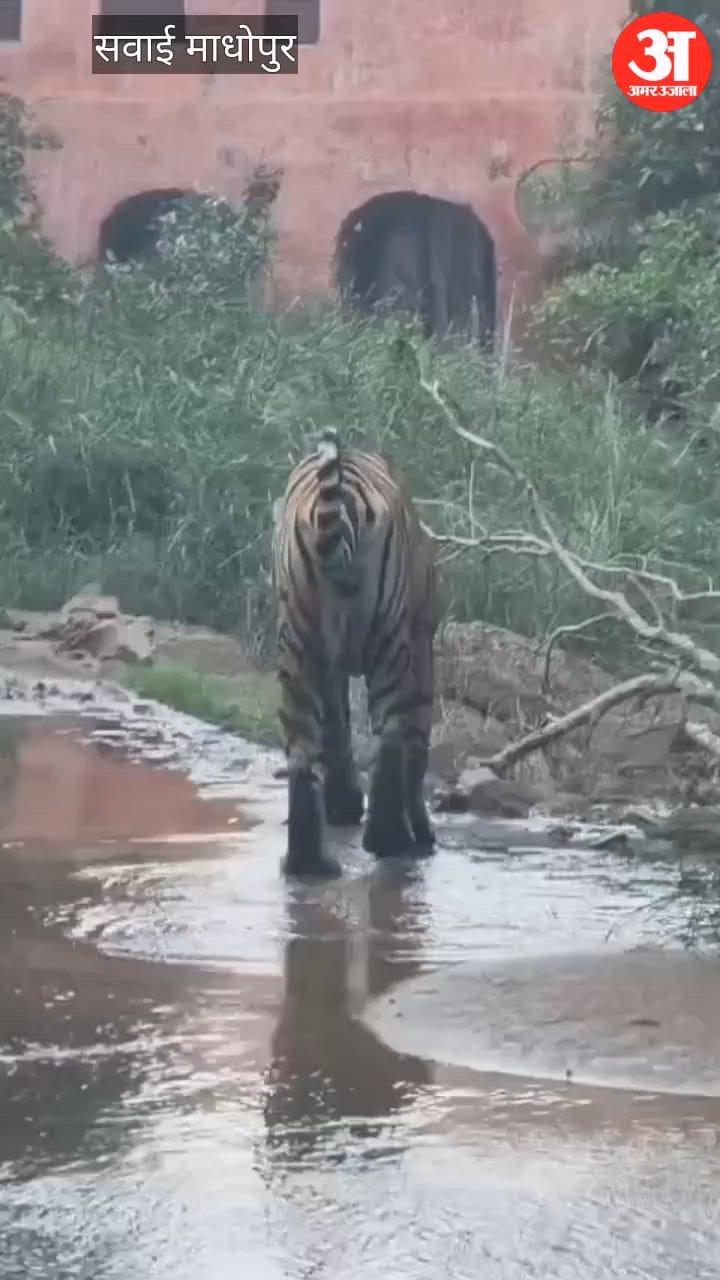 Rajasthan News: रणथंभौर में बढ़ा बाघों का मूवमेंट, त्रिनेत्र गणेश मार्ग पर आधे घंटे थमा आवागमन