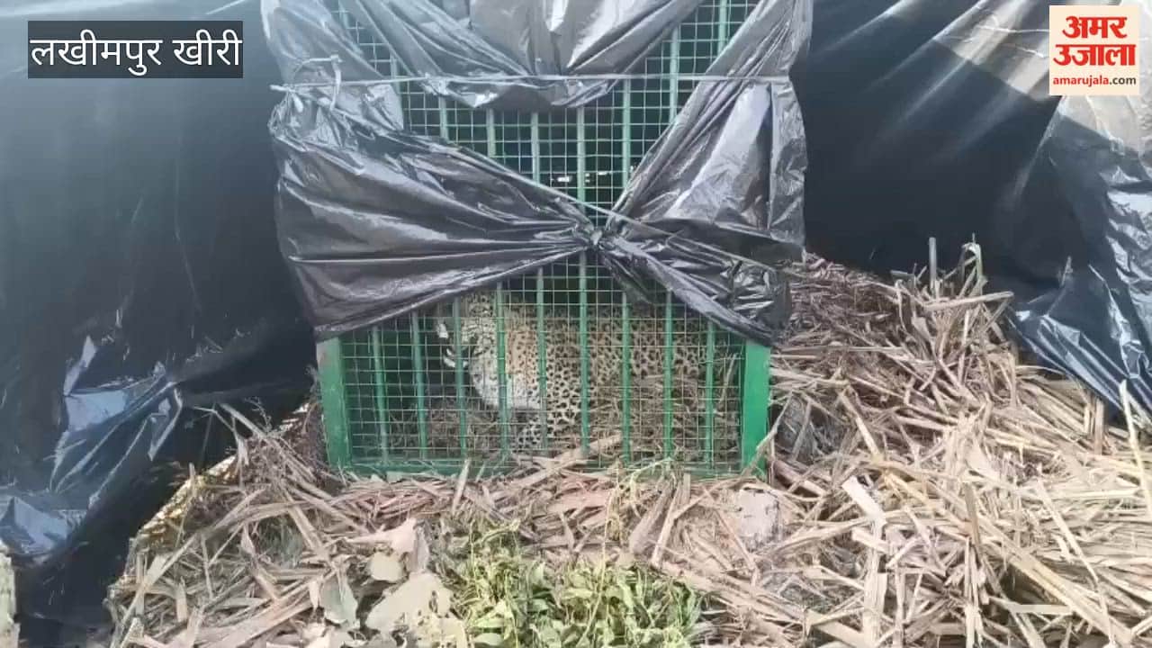 Leopard captured in forest department's cage in lakhimpur kheri