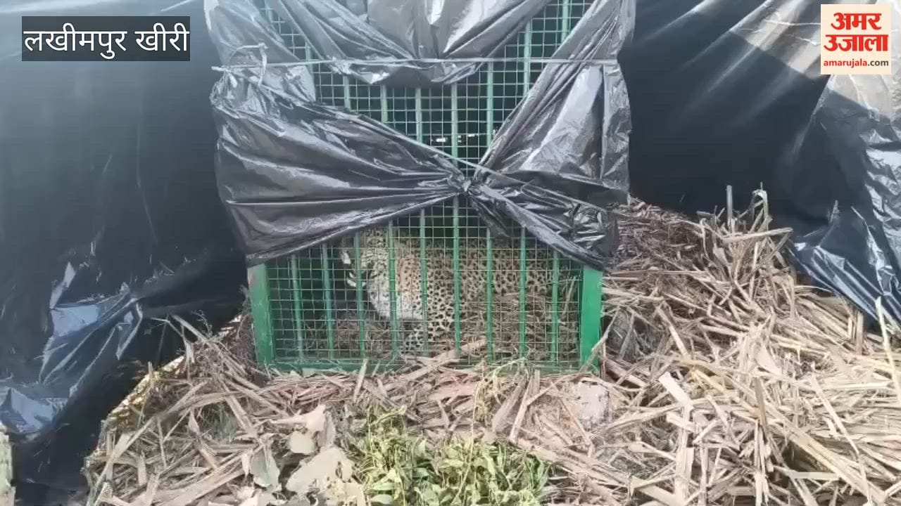 Leopard captured in forest department's cage in lakhimpur kheri