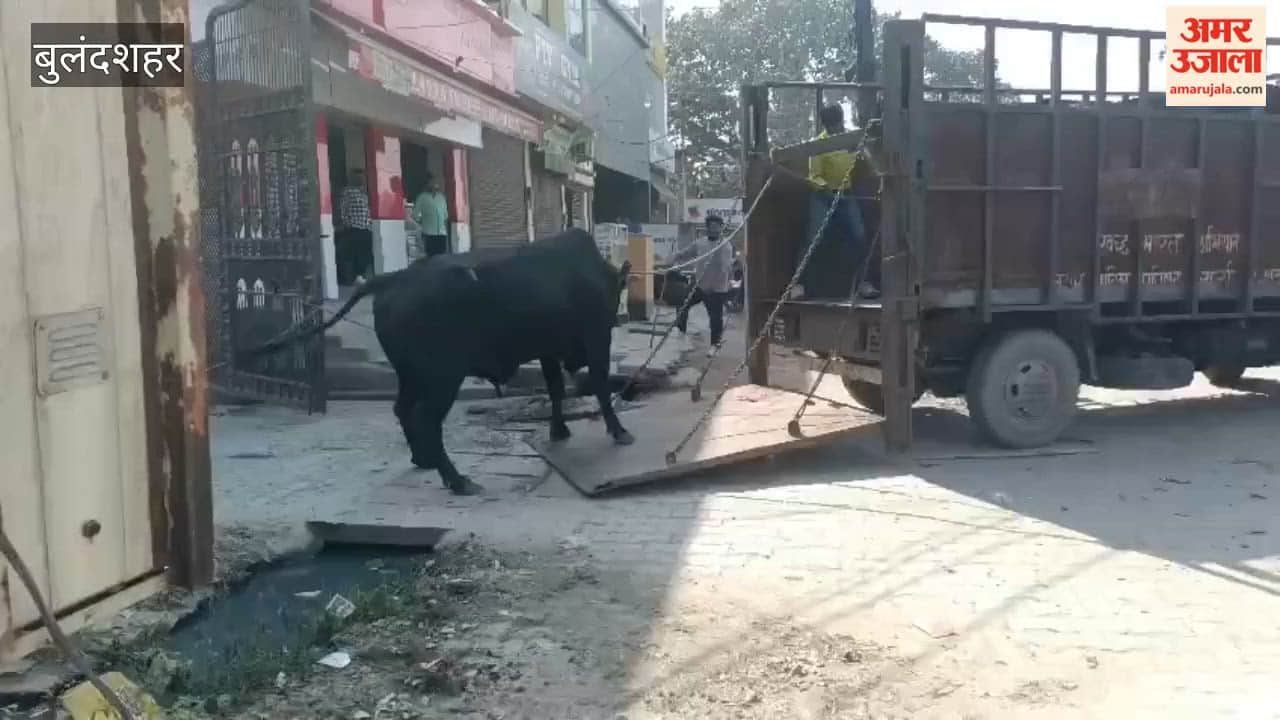 Campaign underway in Khurja to get rid of the menace of stray animals