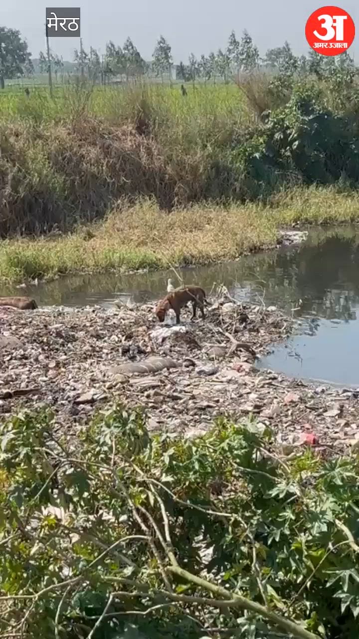 Meerut: काली नदी में पड़े गोवंशों के अवशेषों को नोच रहे हैं कुत्ते, मुंडाली पुलिस सीमा विवाद में उलझी