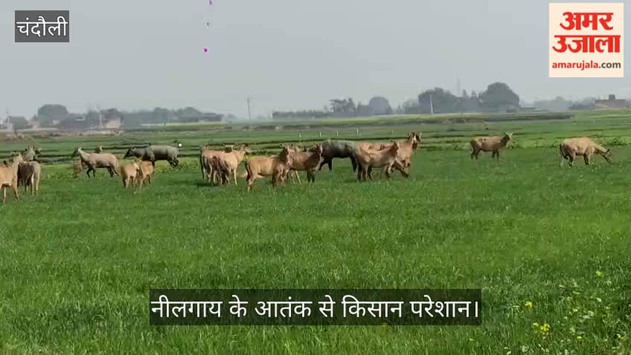 Farmers troubled by the terror of Nilgai in Chandauli
