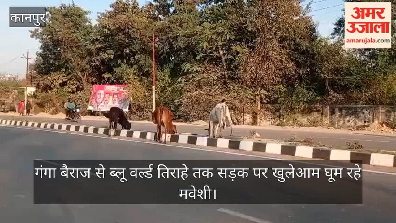 Kanpur Stray cattle create havoc on state highway risk of accidents