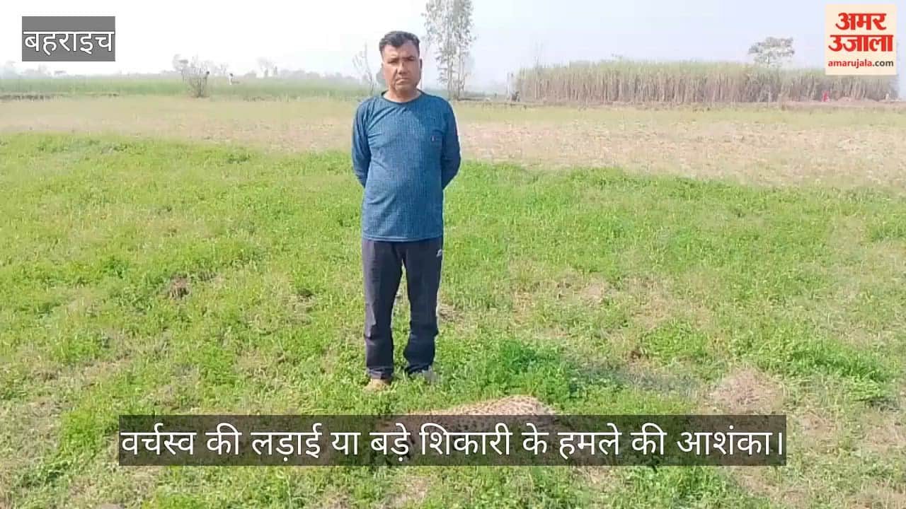 VIDEO: कतर्नियाघाट में तेंदुए के दो शावकों की मौत, खेत में 20 मीटर की दूरी पर पड़े मिले शव