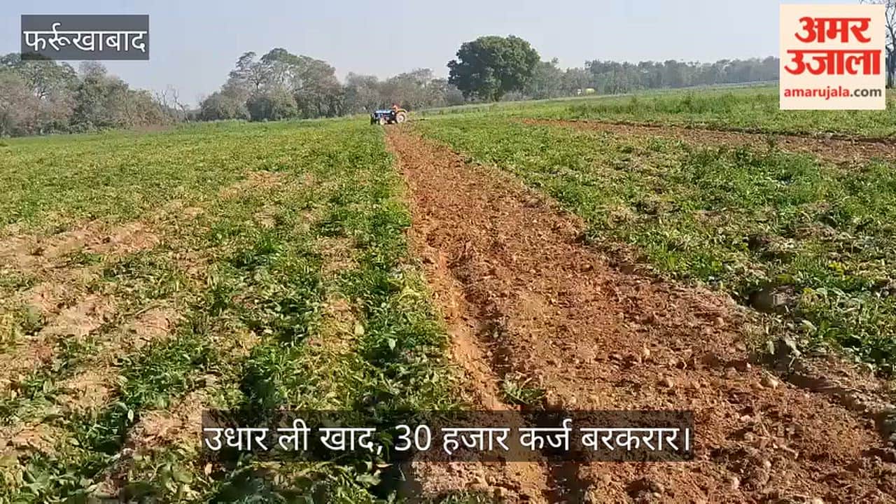 फर्रुखाबाद: कर्ज में डूबे किसान ने पांच बीघा फसल पर फेरा ट्रैक्टर, खुदाई का खर्च भी नहीं दे रही मंडी