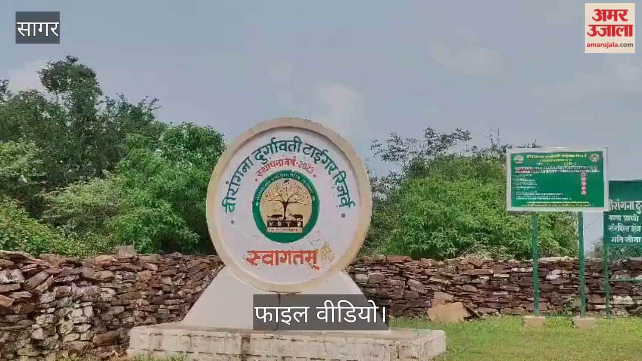 Tiger dies in Veerangana Rani Durgavati Tiger Reserve, brought from Kanha just a month ago