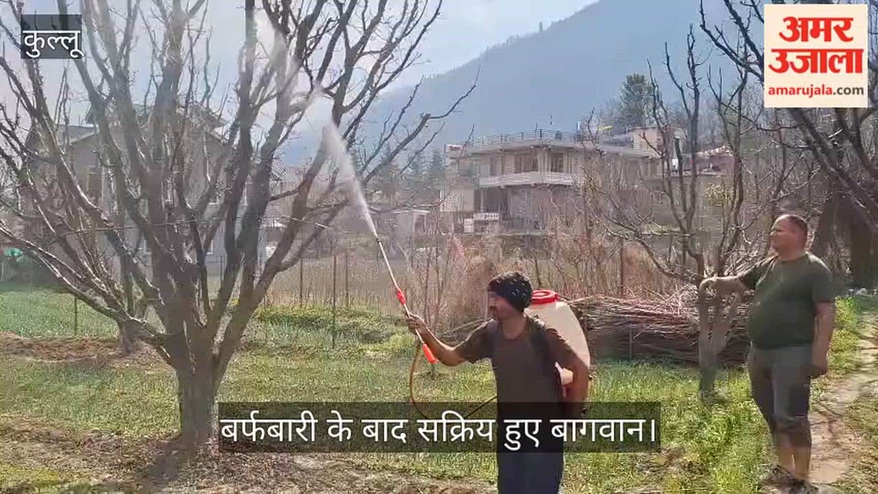 Gardeners are active after the snowfall, spraying plum and pear orchards