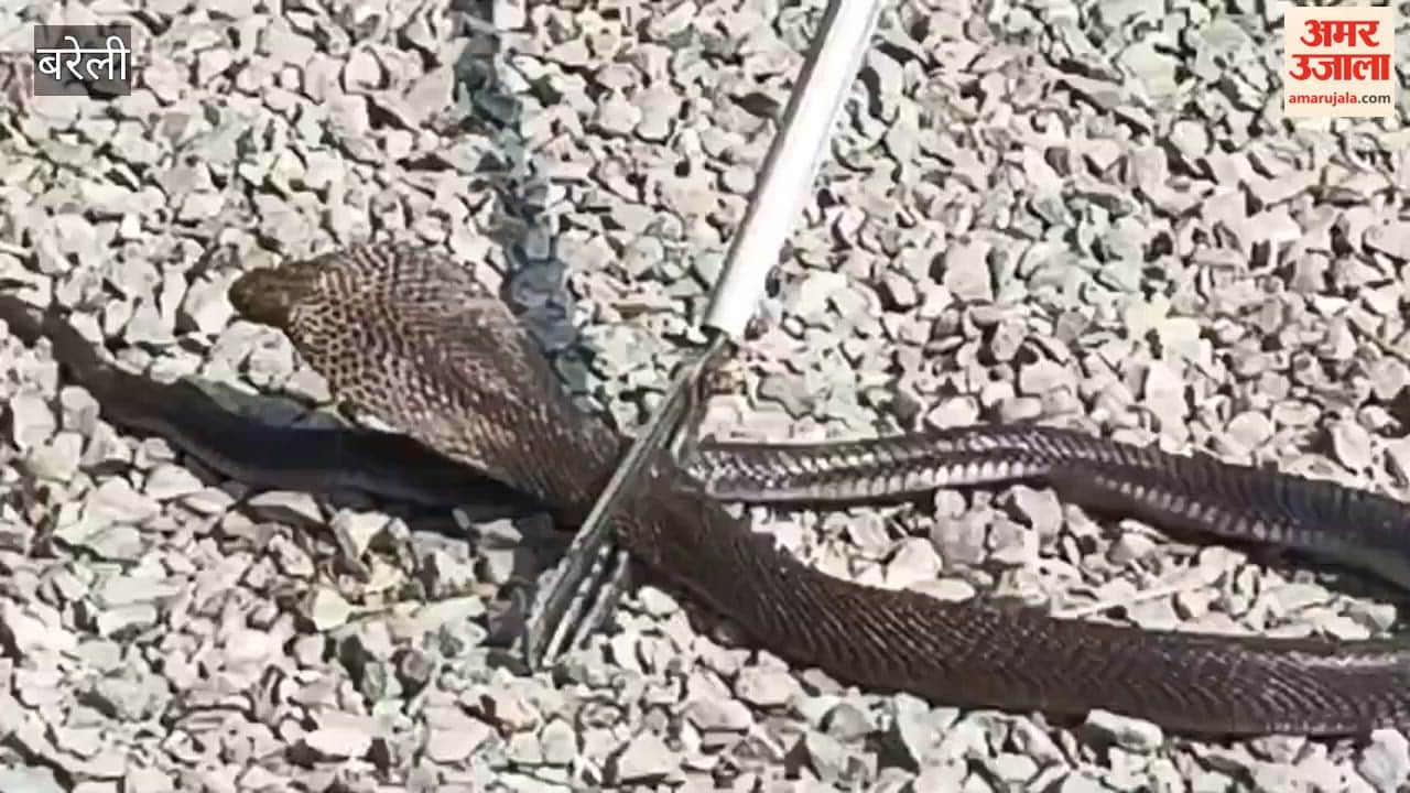 Six cobra snakes found in the house in bareilly
