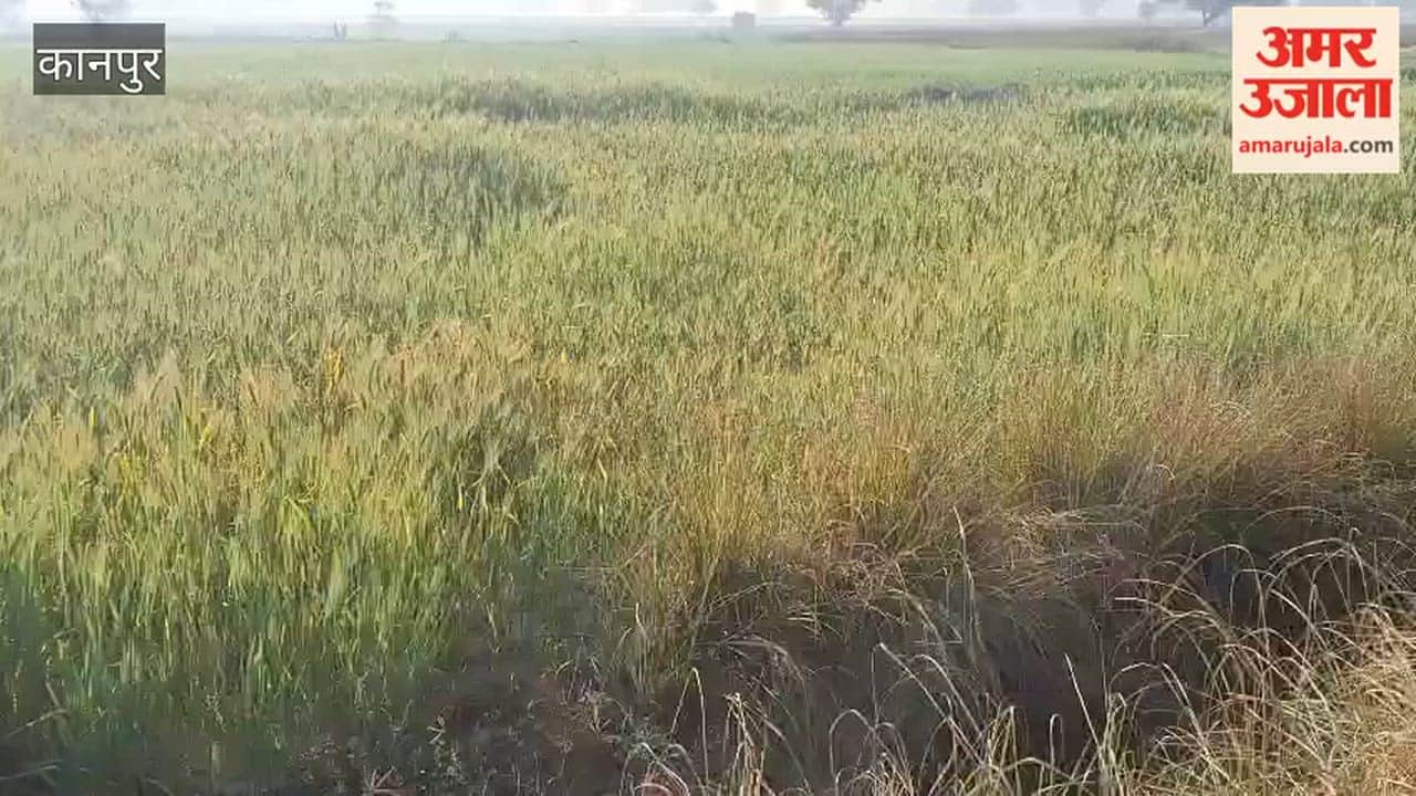 Wheat crops in Bhitargaon are turning yellow prematurely, raising concerns for farmers
