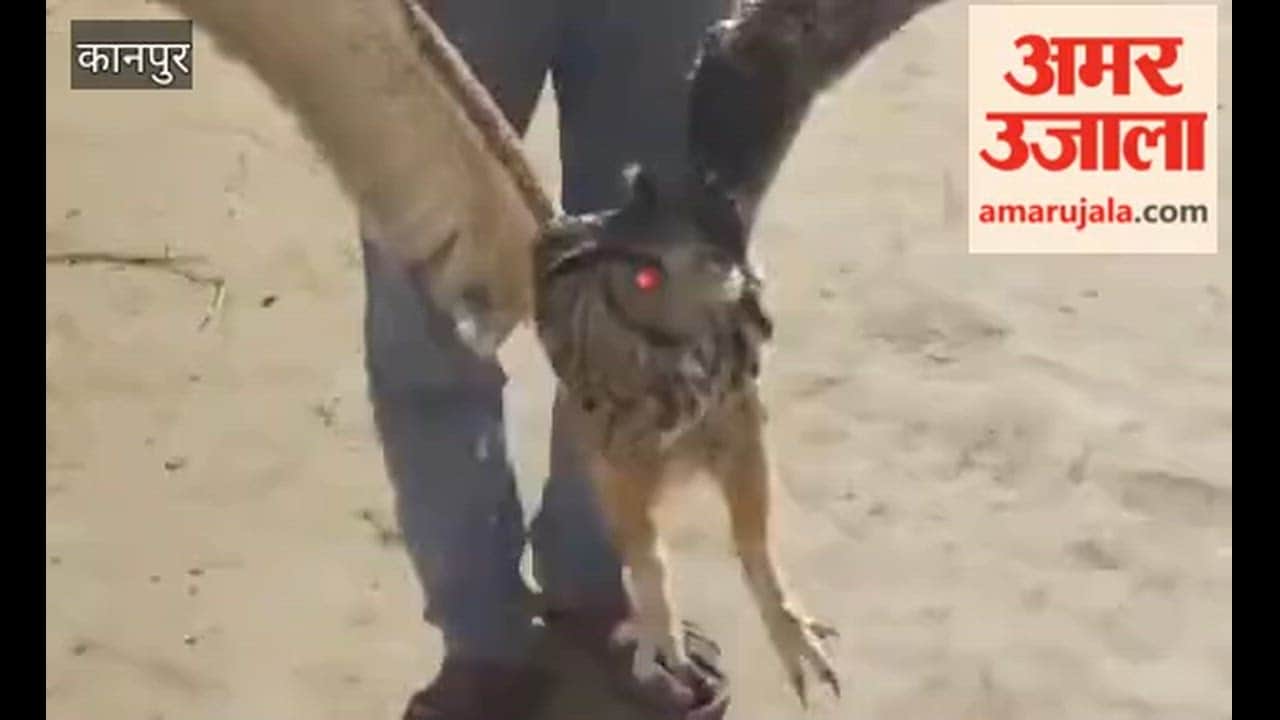 Rare owl found in Bhitargaon, villagers hand it over to the forest department