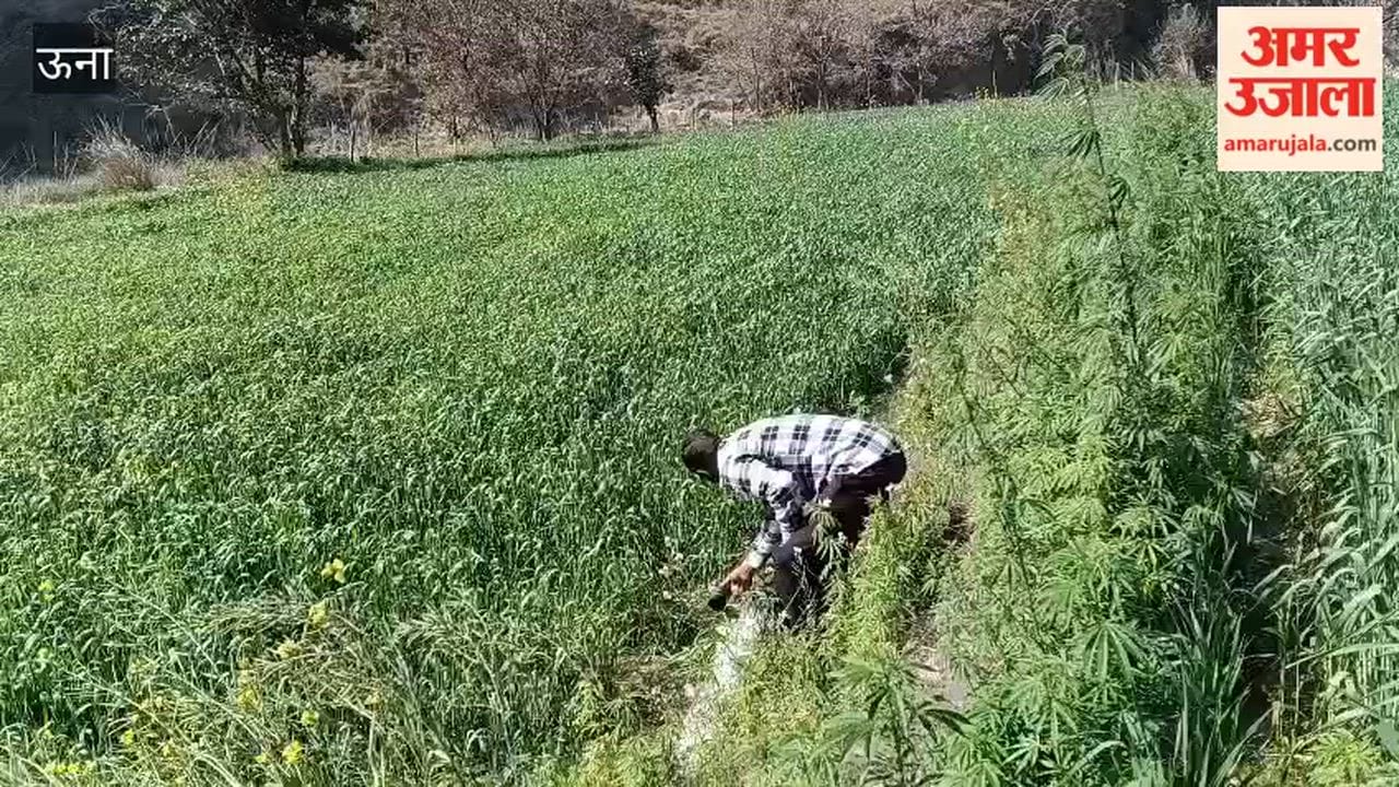 Una Wheat irrigation begins in Jol area amid scorching heat