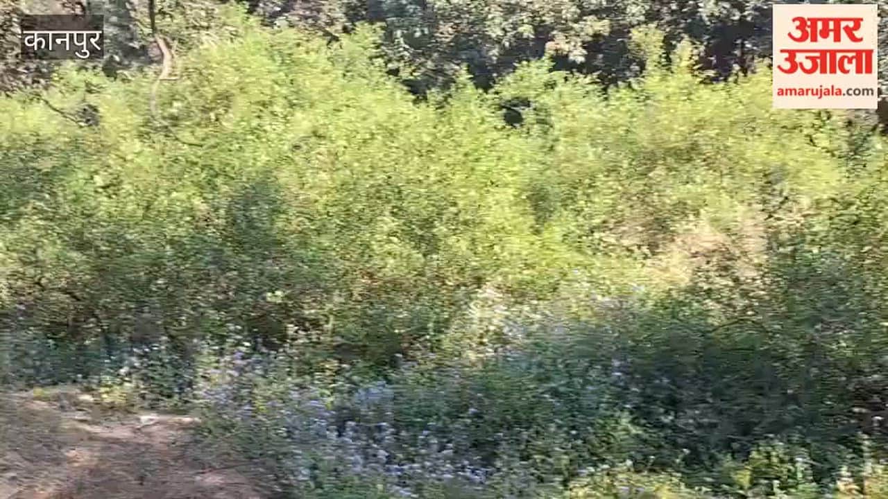 Gardeners should spray neem oil on lemon orchards