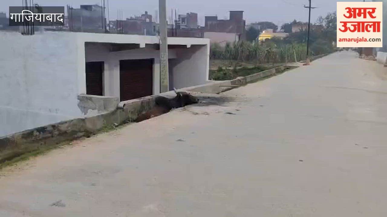 Bull that fell into drain rescued after 12 hours in Ghaziabad