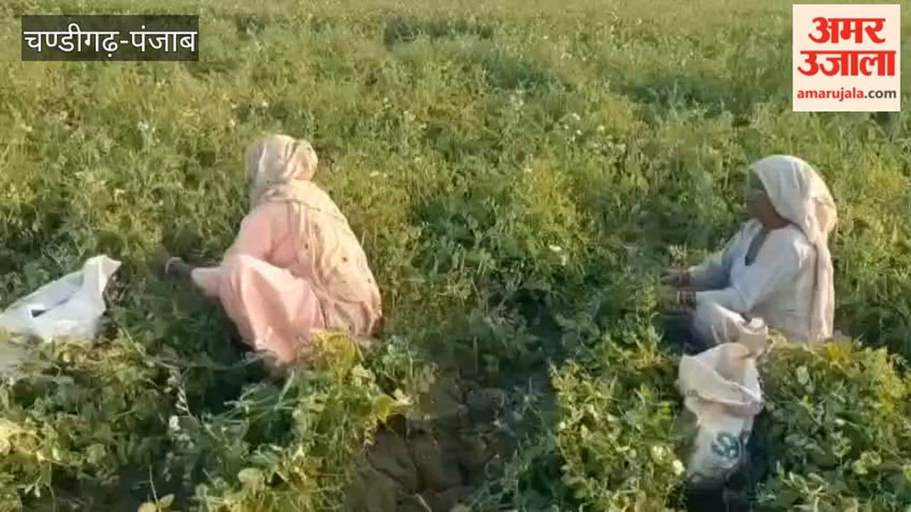 Pea crop did not benefit farmers in Mamdot