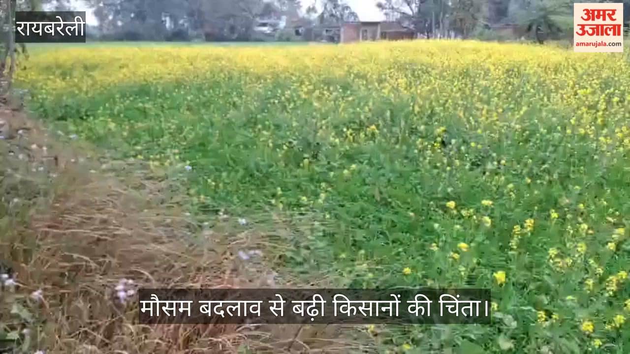 रायबरेली में मौसम बदलाव से बढ़ी किसानों की चिंता, सरसों की फसल पर संकट!
