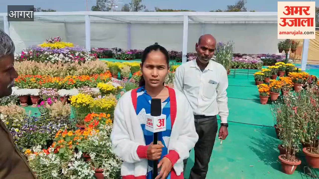 Vibrant Cineraria Steals the Show at Taj Mahotsav Flower Exhibition in Agra